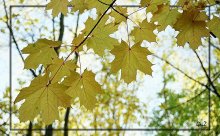 Drei Farben des Herbstes. Gelb. / ***
