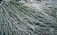 Drei Farben des Herbstes. White. / ***