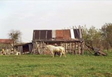 Langsames - die Echtheit? / ***