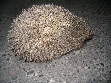 Igel / ***