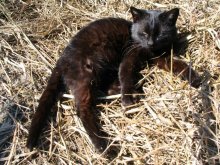 Cat in the Manger / ***