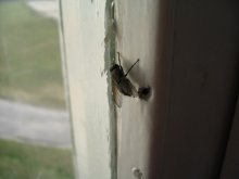 Fly / ***