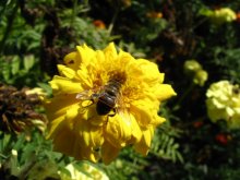 Bee / ***