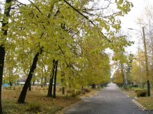 Park / ***