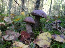 Pilze / ***