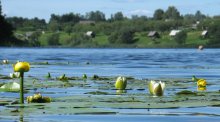 Insel, die in Belarus / ***