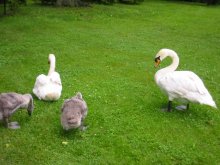 Familie / ***