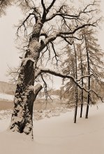 Winter # 1 / ***