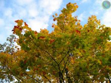 Herbst / ***