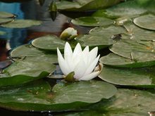Blume / ***