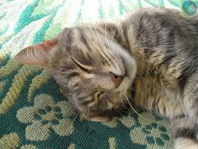 Ruhetag eine Katze / ***