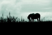 Das Pferd hatte nicht erwartet, / ***