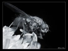 Kleine Albtraum ... / ***