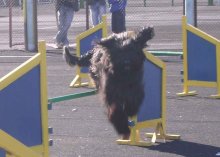 Wer sagt, dass Hunde nicht fliegen? / ***