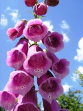 Blooming Himmel / ***