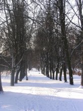Winter Allee / ***