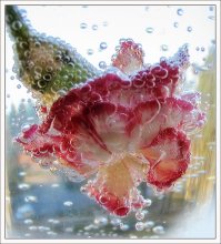 Bubble Madness / ***