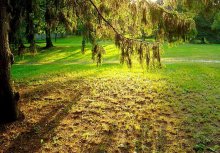 dessen goldene Schatten / ***