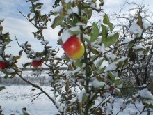 Ein unerwarteter Winter / ***