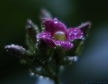 Winter Versuch zu blühen ... / ***