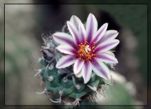Februar Pimpernel / ***