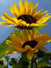 Sommer / ***