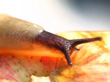 Ging zum Mittagessen / ***