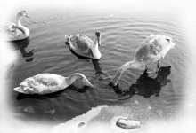 Swans / ***
