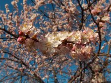 Schon gekommen ist Frühling ... / ***