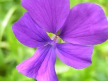 Violett / ***