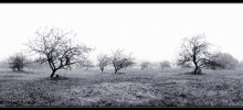 Nebel / ***