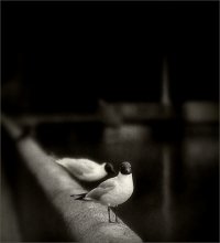 Über Vögel / 200mm