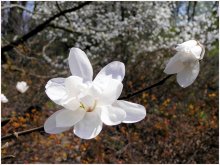 Magnolia-2 / ***