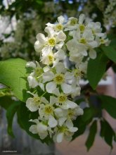 Kirschblüten / ***