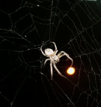 Netzwerk / ***