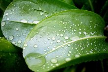 Nach dem Regen / ***