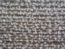 White Amber / ***