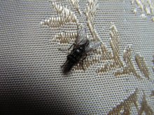 Fly / ***