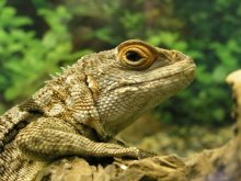 Nun, nichts mit dem Drachen? / ***