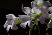 Sakura verwelkt, denn es ist verblasst und etwas anderes / ***