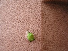 Was war nicht zu erwarten? / ***