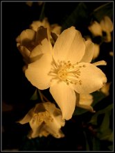 Jasmin / ***