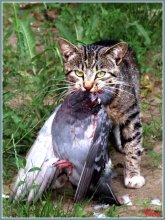 Urban Predator / ***