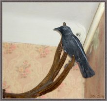 Warum nicht ein Kanarienvogel? .. / ***