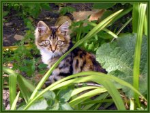 Spielen im Tageslicht / ***
