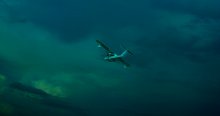 Flugzeug / ***