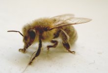 Bee / ***
