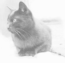 Black Cat / ***
