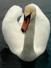 Nur ein Schwan ... / ***