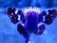 butterfly / ***